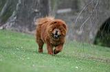 CHOW CHOW 707